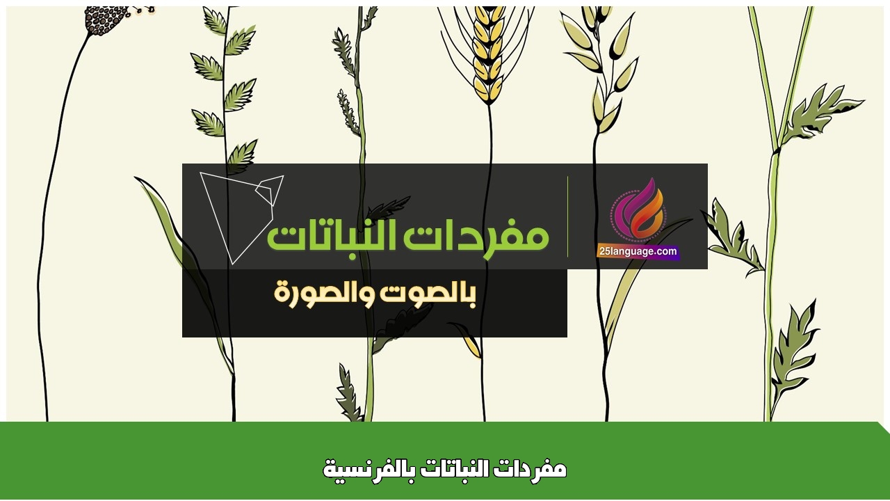 مفردات النباتات بالفرنسية