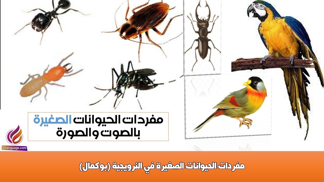 مفردات الحيوانات الصغيرة في النرويجية (بوكمال)