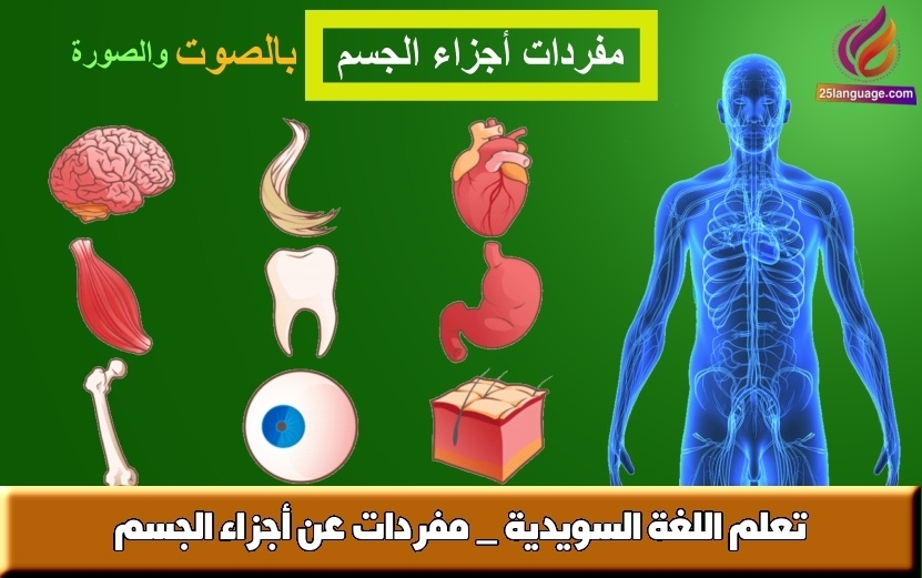 تعلم اللغة السويدية _ مفردات عن أجزاء الجسم