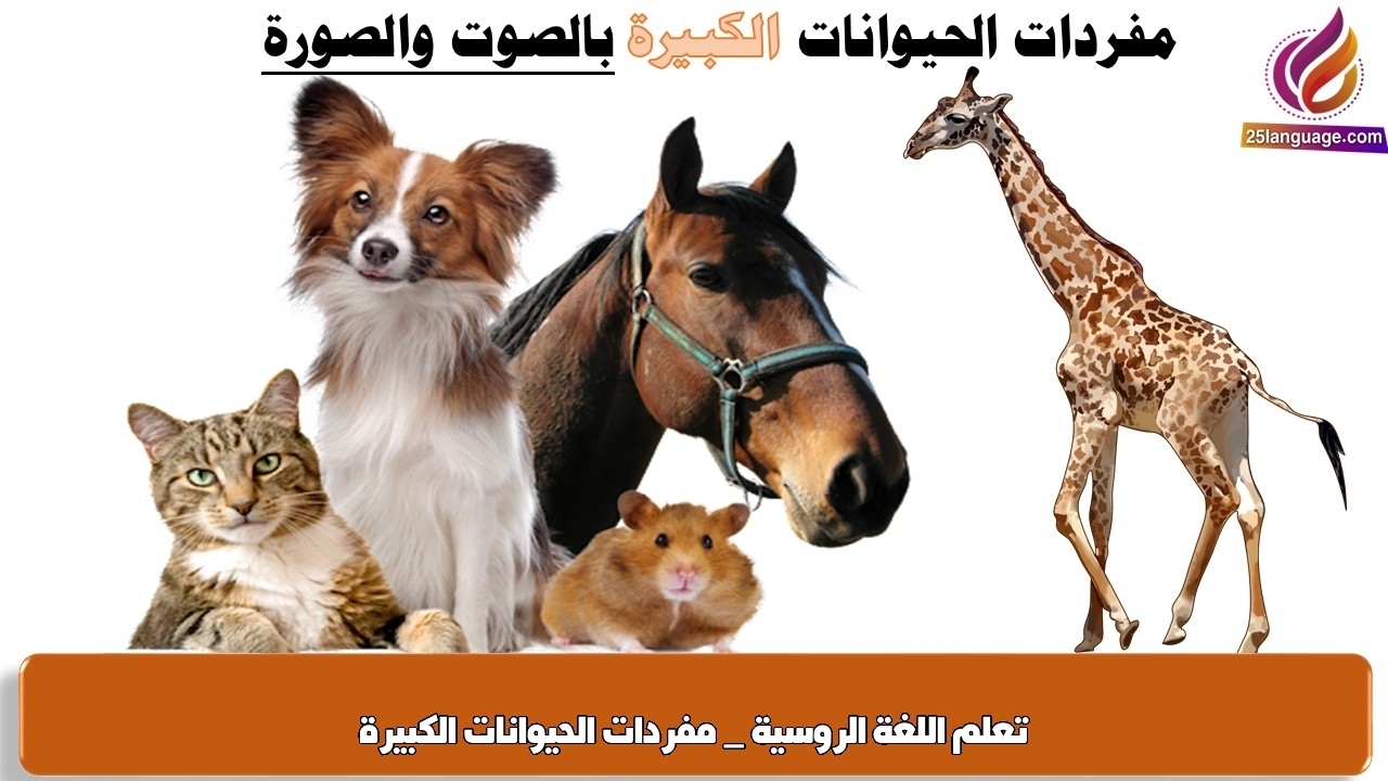 تعلم اللغة الروسية _ مفردات الحيوانات الكبيرة
