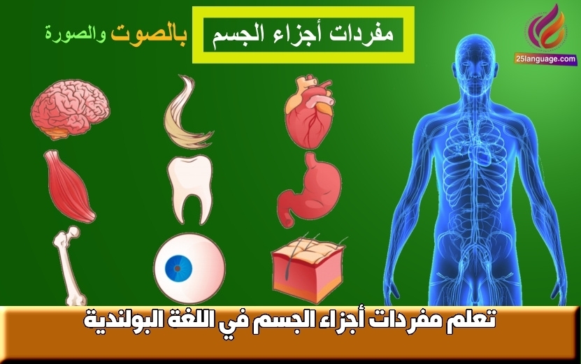 تعلم مفردات أجزاء الجسم في اللغة البولندية