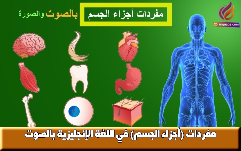 مفردات (أجزاء الجسم) في اللغة الإنجليزية بالصوت