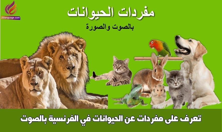 تعرف على مفردات عن الحيوانات في الفرنسية بالصوت