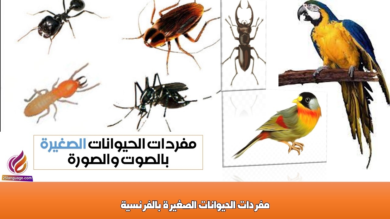 مفردات الحيوانات الصغيرة بالفرنسية