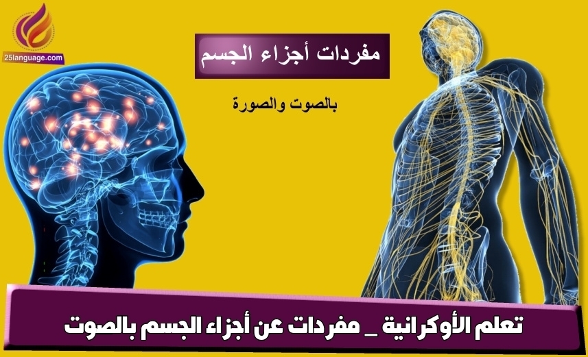 تعلم الأوكرانية _ مفردات عن أجزاء الجسم بالصوت