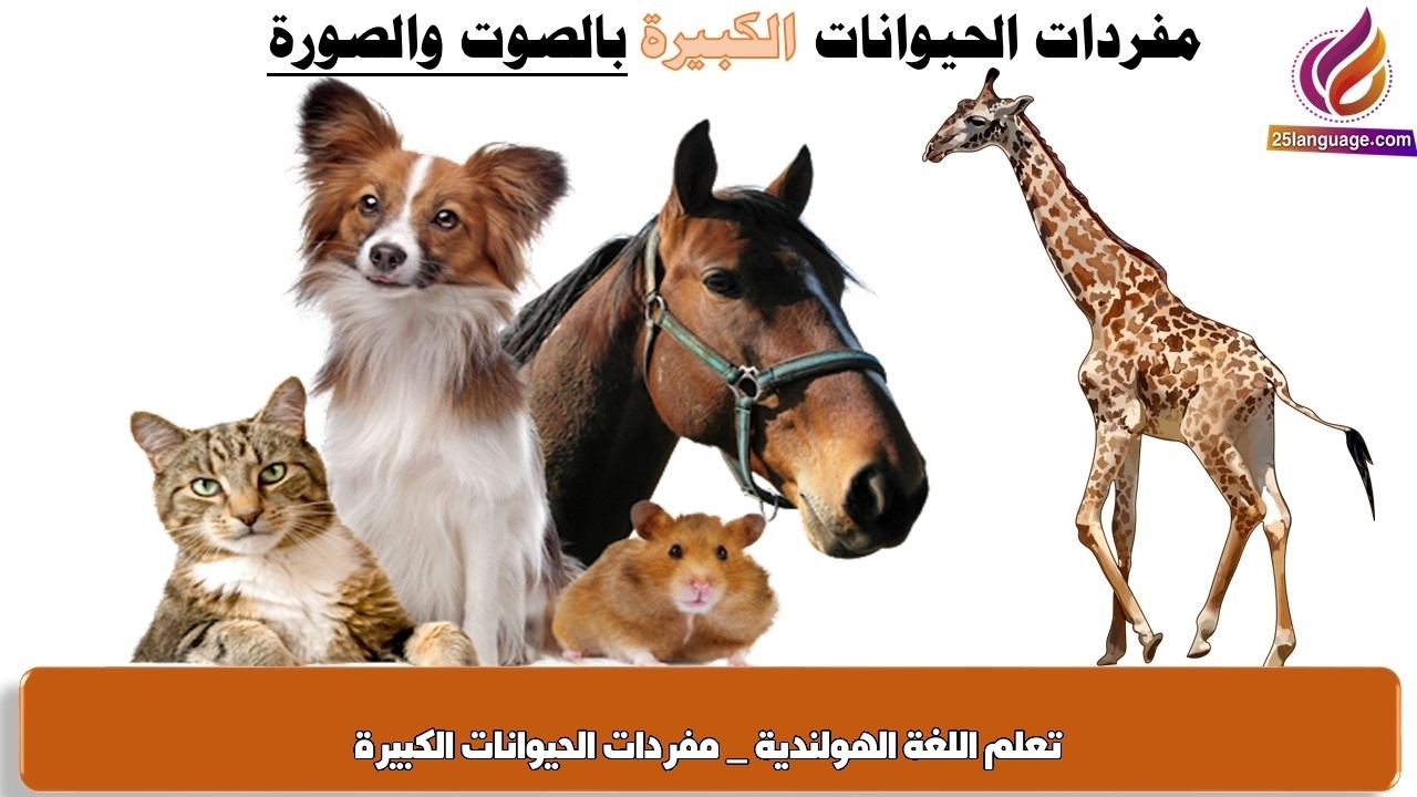 تعلم اللغة الهولندية _ مفردات الحيوانات الكبيرة