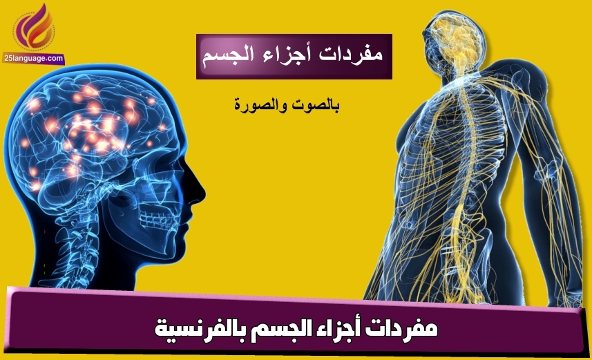 مفردات أجزاء الجسم بالفرنسية