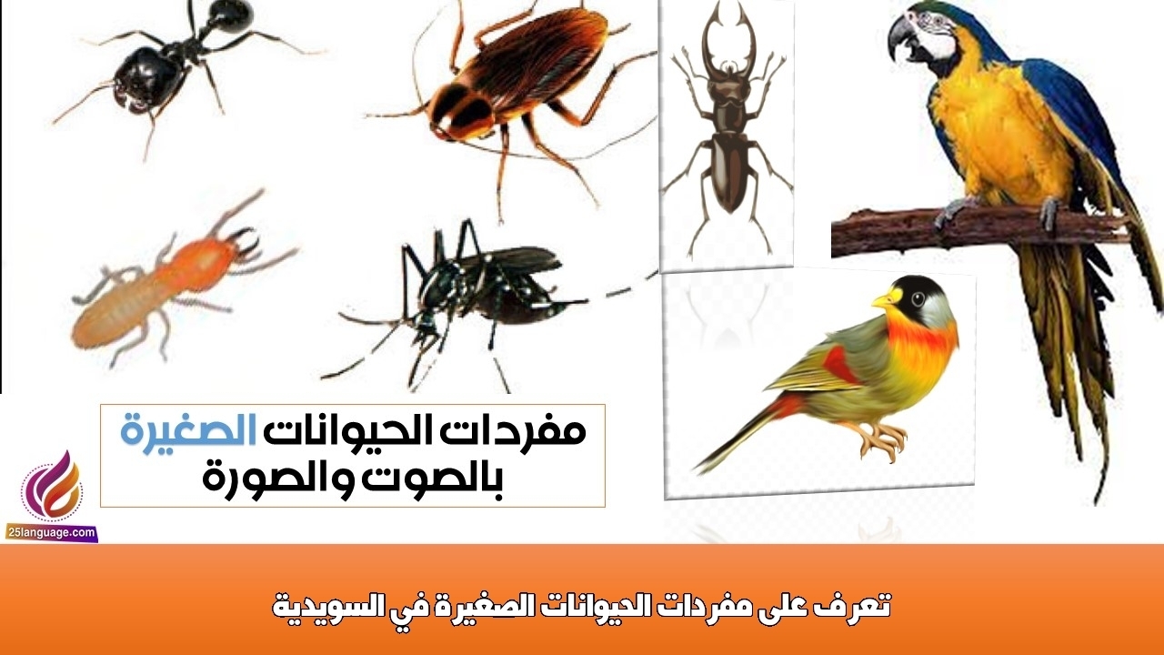 تعرف على مفردات الحيوانات الصغيرة في السويدية