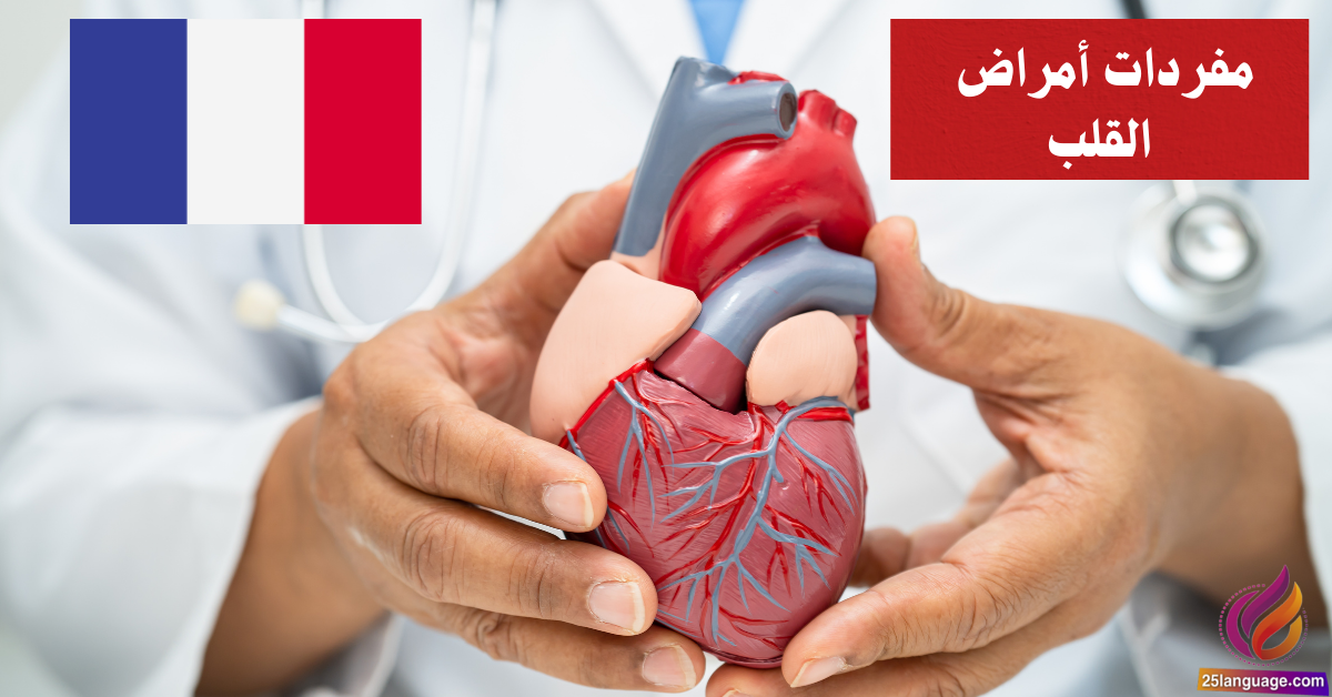 مفردات أمراض القلب بالفرنسية